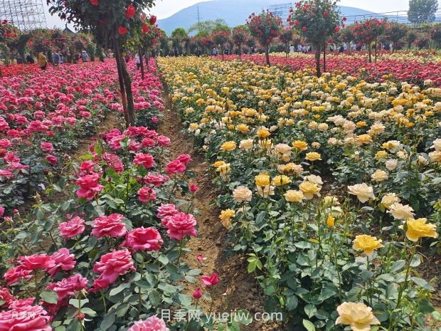 月季花的第二次開花：如何讓花長(zhǎng)得更好？(圖1)