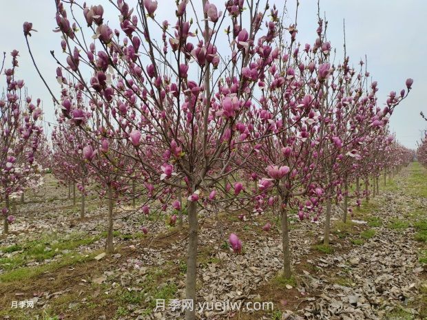 南召縣皇后鄉(xiāng)玉蘭花開別樣紅 (圖1)