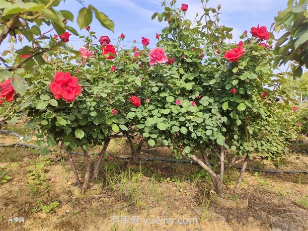 綠化苗木的培育栽植及管理(圖1)