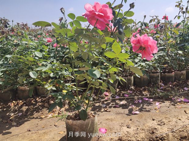 為什么夏季是苗木移植的淡季期呢？(圖1)