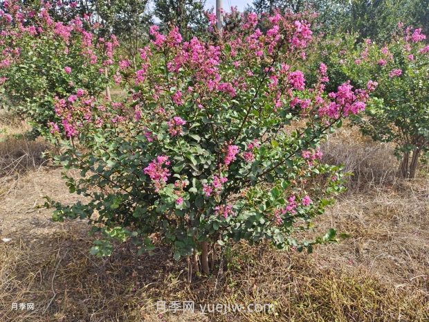 常用的紫薇樹種植方法和管理技巧(圖1)