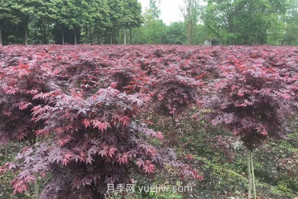 雞爪槭和紅楓的區(qū)別，四大不同之處(圖2)