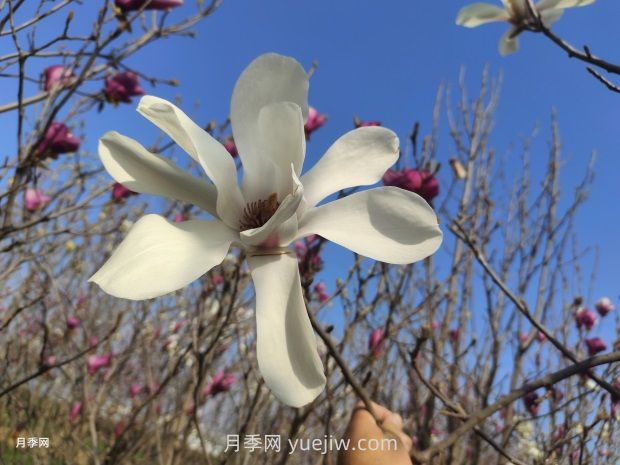 玉蘭花有什么顏色？帶你一起了解南陽玉蘭花(圖1)