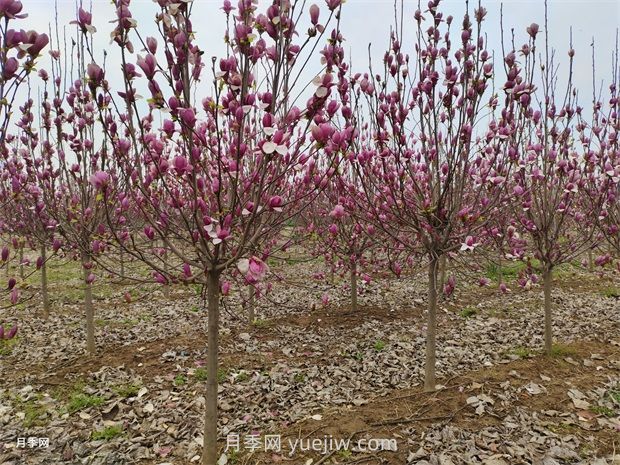 南陽(yáng)南召：中國(guó)玉蘭之鄉(xiāng)花木分外香(圖1)