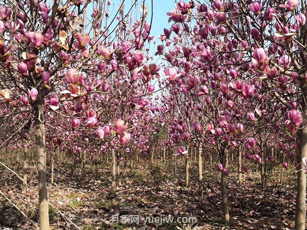 南陽(yáng)南召：中國(guó)玉蘭之鄉(xiāng)花木分外香(圖3)