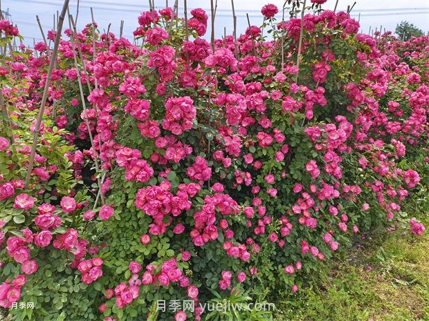 薔薇和月季哪個比較好養(yǎng)？(圖1)