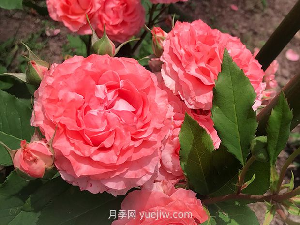 耐熱花期長(zhǎng)濃香的珊瑚果凍月季的養(yǎng)護(hù)管理(圖1)