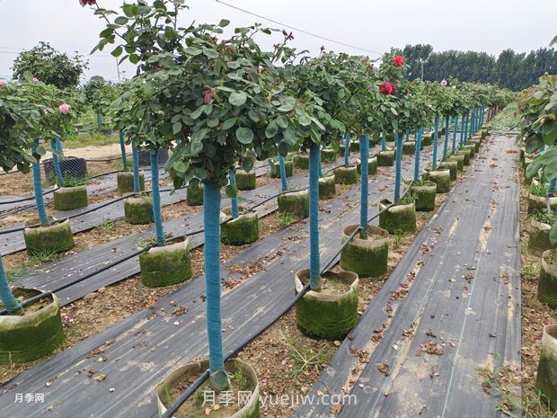 綠籬和苗圃除草那么難，怎么做才能事半功半？(圖1)