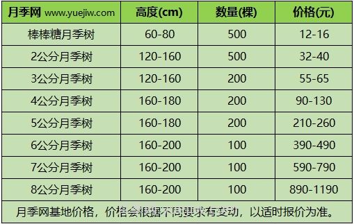 3公分月季樹多少錢？2024年樹狀月季新價(jià)格(圖1)