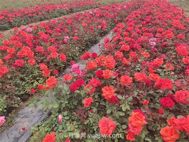 夏季高溫干旱對園林植物的影響和應(yīng)對措施(圖1)