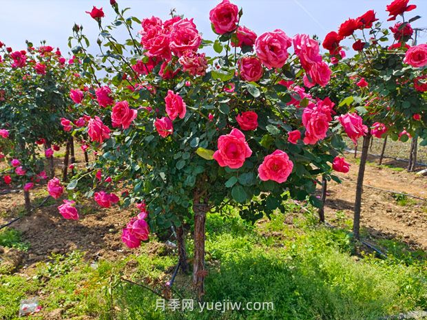 種植樹狀月季，做好這五步就能一樹繁花，香氣襲人(圖1)