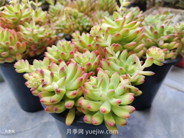 多肉植物怎么養(yǎng)護(hù)？教你多肉植物的種植方法(圖1)