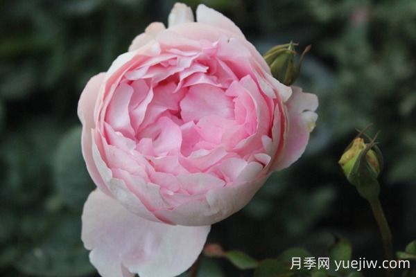 伊芙雪伯爵月季的優(yōu)缺點(diǎn)是什么？(圖1)