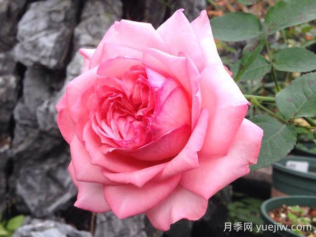 伊芙新娘月季花的優(yōu)缺點是什么？(圖1)