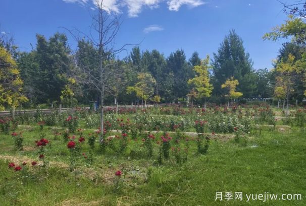 石河子市植物園月季園花開盛景，誠邀市民共賞(圖2)