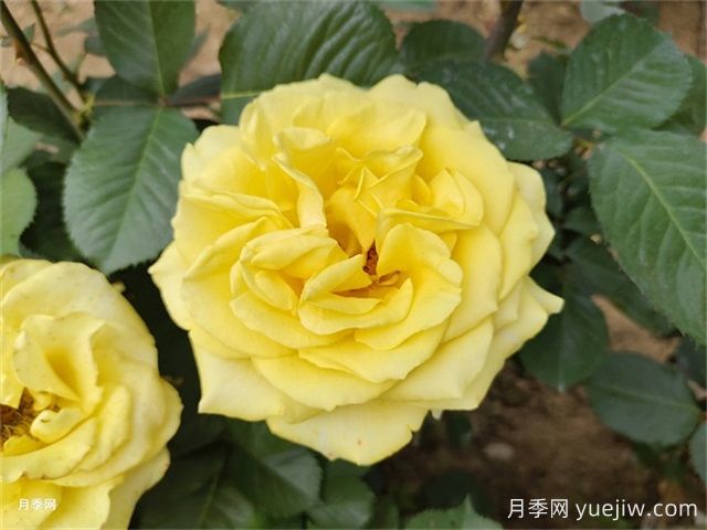 一年生、二年生，多年生園林花卉的使用和區(qū)別(圖1)