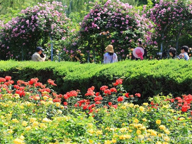 北京月季市花文化和景觀圖集(圖3)