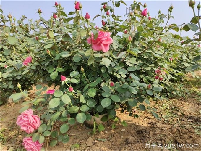 月季度夏指南，夏季紅蜘蛛黑斑病防治教程(圖3)