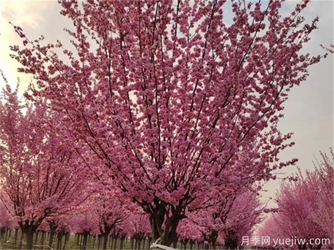 詩經(jīng)里那些美了千年的植物，你都見過嗎？(圖1)