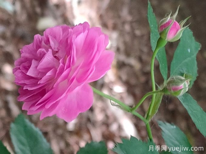 11個(gè)薔薇品種，花開(kāi)滿架一院香(圖2)