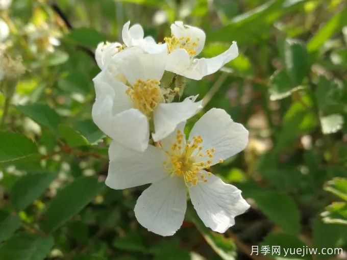 薔薇百科之野薔薇(圖1)