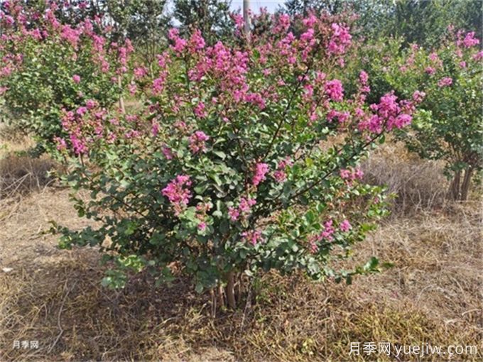 北方5種夏季觀花喬木(圖1)