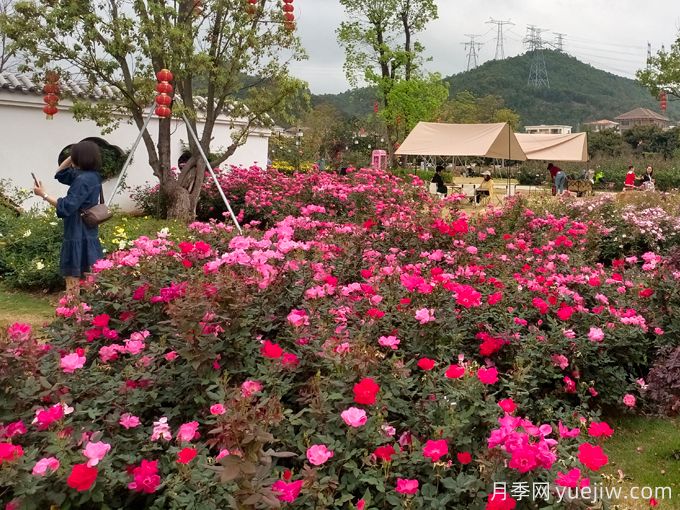 月季名園：深圳松崗五指耙公園月季苑(圖3)