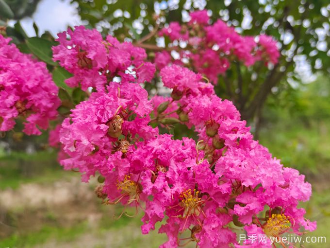 15種曬不死的花，適合夏天種在院子里(圖1)