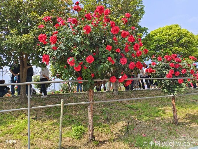 老舊小區(qū)綠化改造要點(diǎn)和常用樹種配置(圖1)