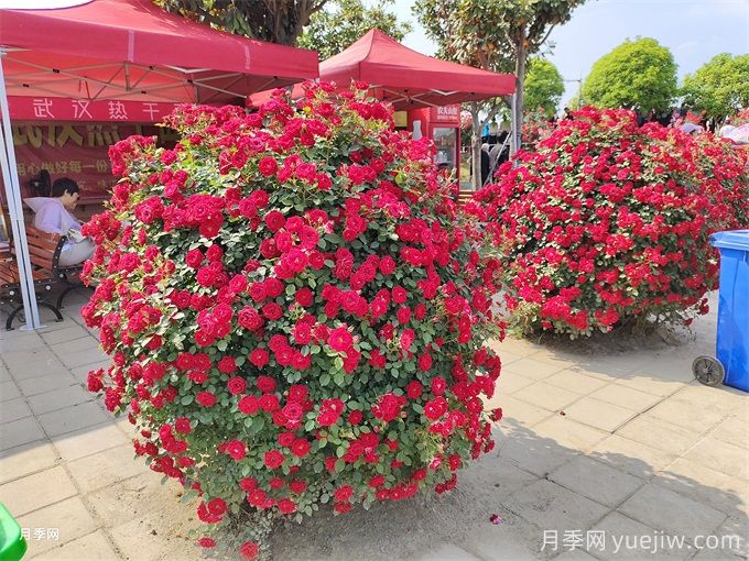 月季花，四季綻放的芬芳傳奇(圖3)