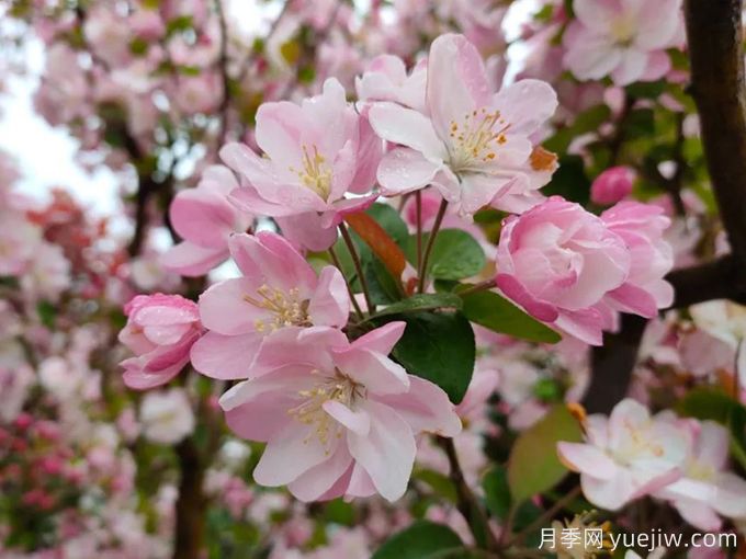 種植和養(yǎng)護(hù)海棠需要注意哪些問題？(圖1)