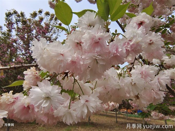 櫻花根瘤病怎么治療？(圖1)