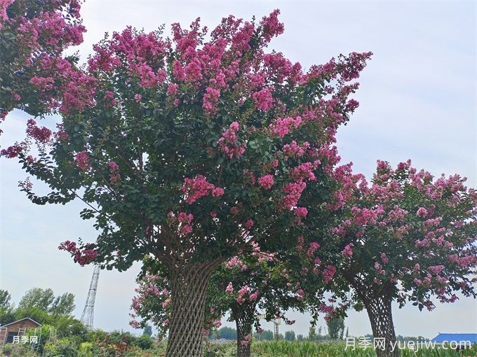 紫薇夾道 打造住宅區(qū)的浪漫花徑(圖1)