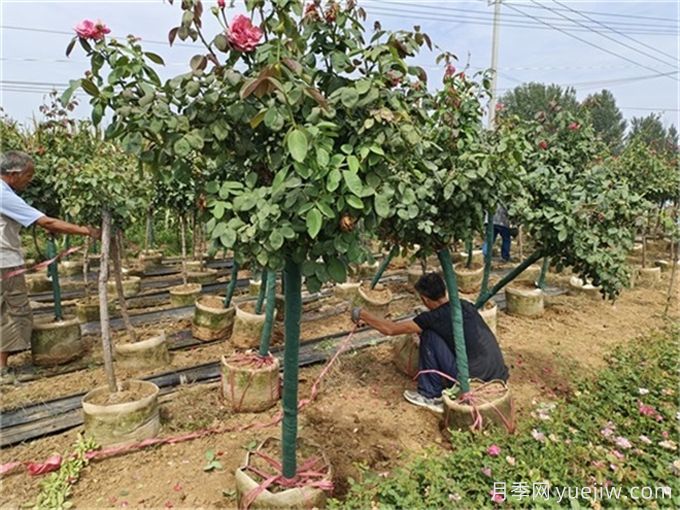 夏季高溫苗木移栽及栽后管理(圖1)