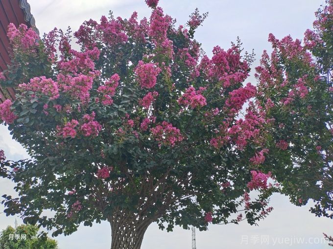 紅葉復(fù)花矮紫薇的優(yōu)勢(shì)特點(diǎn)和應(yīng)用范圍(圖1)