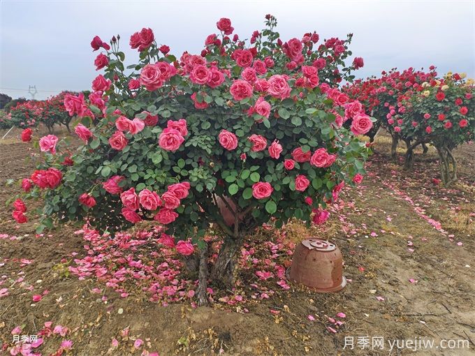 關(guān)于花木散土球的解決方法(圖1)