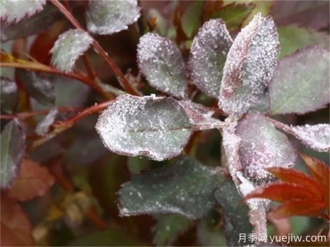 月季花白粉病怎樣產(chǎn)生的？如何防治白粉病(圖2)