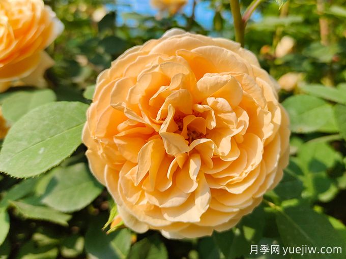 月季薔薇玫瑰，怎樣辨認(rèn)薔薇三姐妹？(圖1)