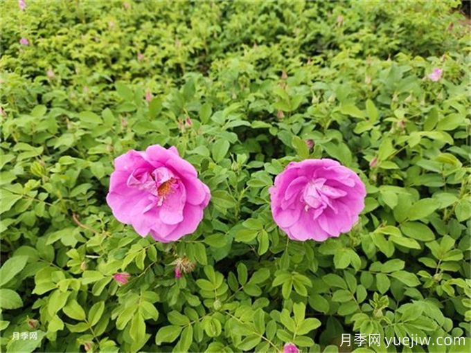 南陽(yáng)月季繁育基地教你輕松辨別月季、玫瑰和薔薇(圖2)