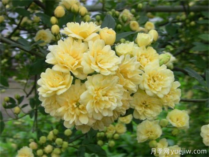 黃薔薇夏日養(yǎng)護(hù)指南，黃薔薇夏季也能爆花(圖2)