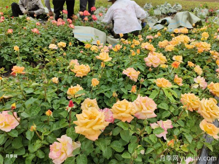 如何搭配花卉和地被植物來(lái)營(yíng)造豐富的景觀(guān)效果？(圖1)