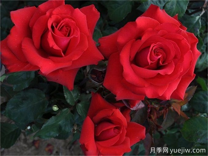 老花友不外傳的8個(gè)養(yǎng)花絕招(圖1)