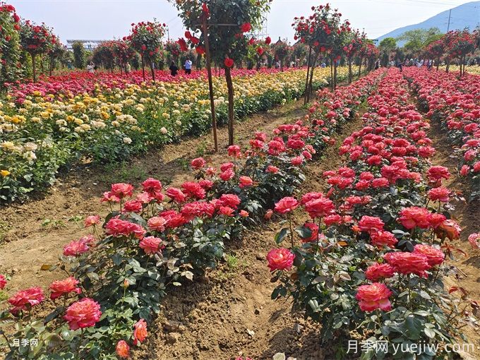 月季入秋花事全掌握，修剪施肥，秋花想不美都難(圖1)