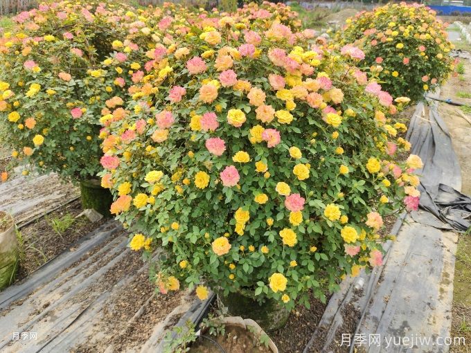 月季(玫瑰)的花季分類，造型月季花球花柱拱門展示(圖4)