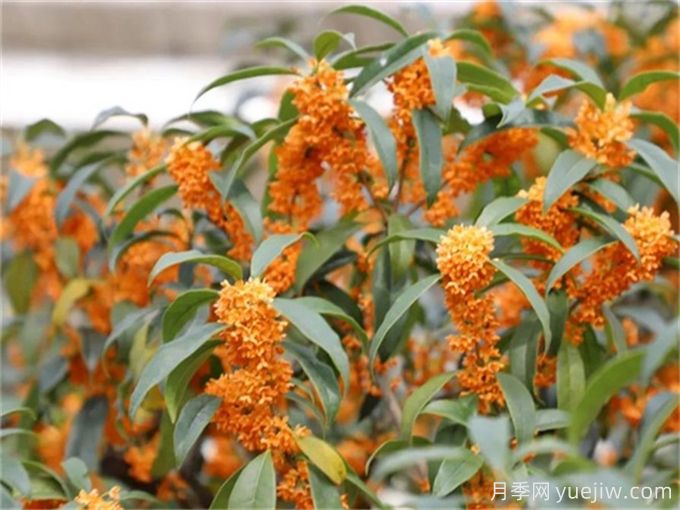 九月開花的花卉，九月份開花的植物有哪些？(圖1)