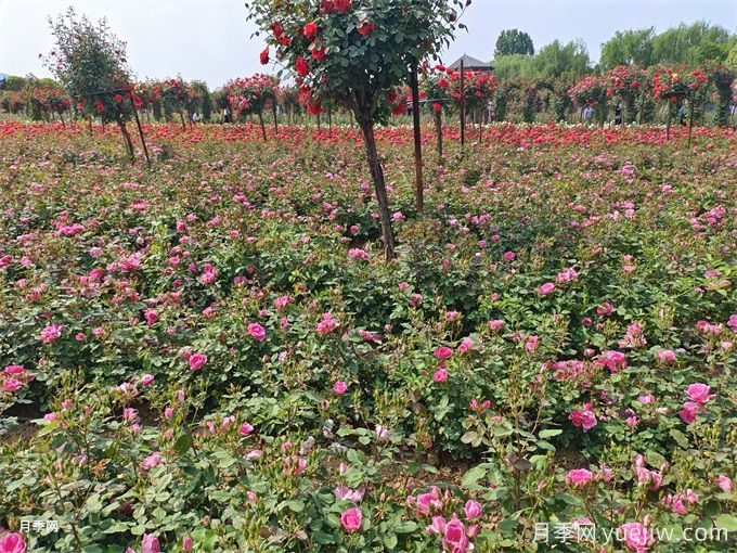 花境中不同花卉品種的搭配原則和種植要求(圖2)