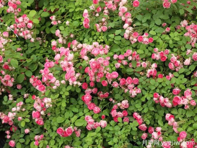 胭脂扣月季，爆花月季花里的天花板(圖1)