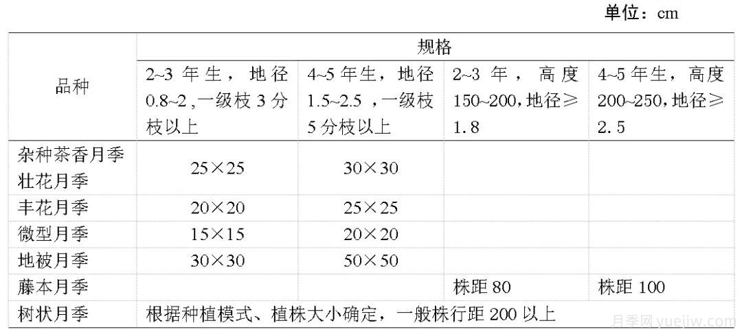 石家莊月季栽培養(yǎng)護技術規(guī)程(圖3)