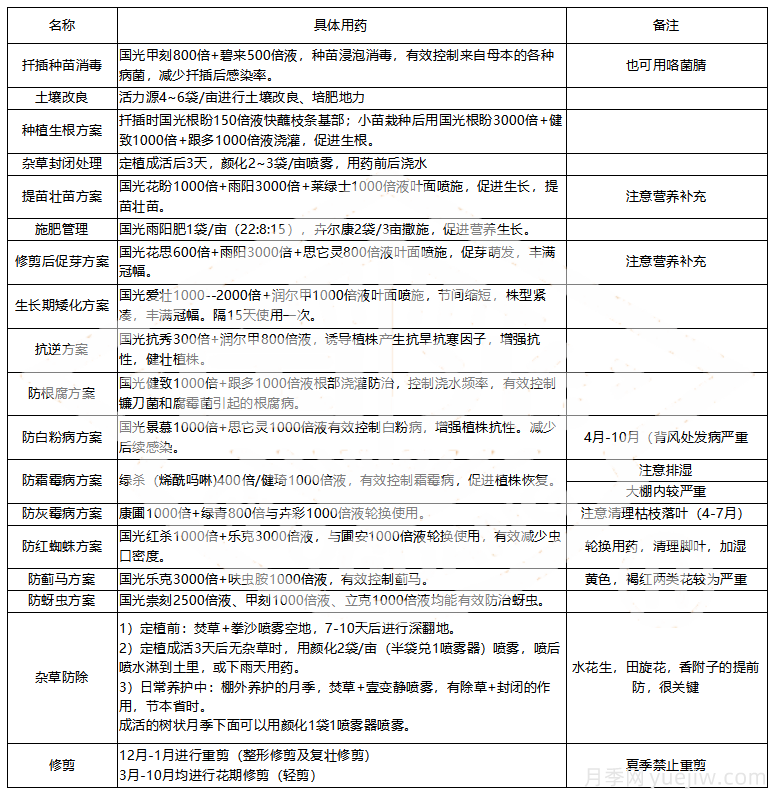 常見月季蟲害防治技術(shù)大全，趕快收藏(圖5)