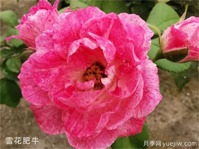 分享6種以美食來(lái)命名的月季花品種(圖1)